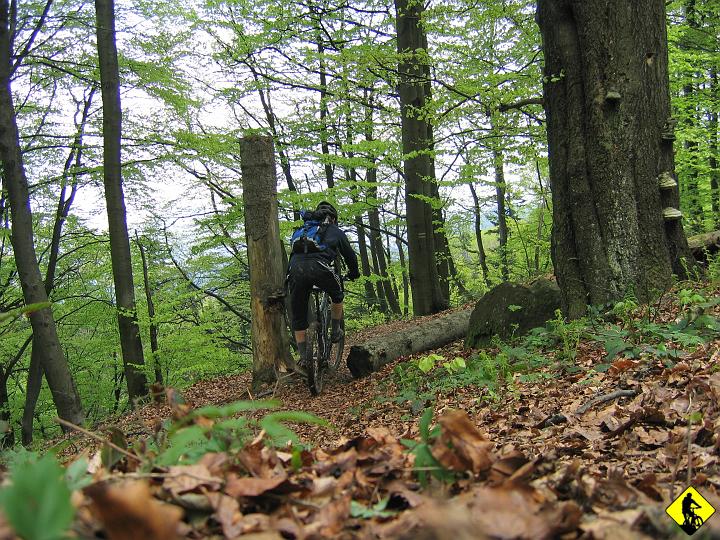 fot 051.jpg - Trzeba przyznać, że odcinek od rozwidlenia się czerwonego z  żółtym był jednem z fajniejszych jakim do tej pory jechałem. Wąska ścieżka kręciła we wszystkie strony, pomiędzy powalonymi drzewami i wystającymi kamieniami.